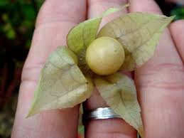 انگور فرنگی محلی